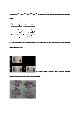 초파리 염색체관찰실험 (Genetics & Chromosome)   (7 )